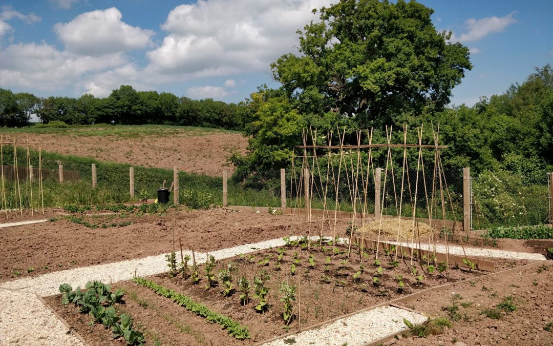 Grow your own at home, in the garden or an allotment